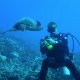 55- Frederic offre du corail a la tortue 